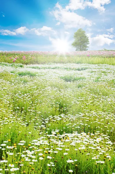 Lever de soleil dans le champ de printemps, fleurs de marguerite — Photo