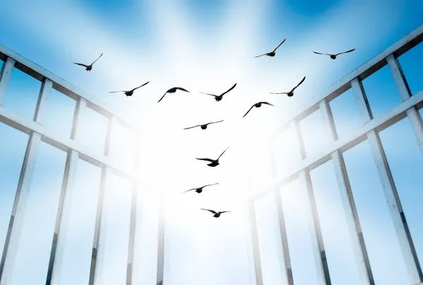 Fly overcome the difficult gate — Stock Photo, Image