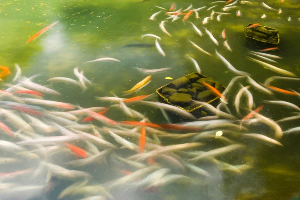 Simning fisk, japanska karp — Stockfoto