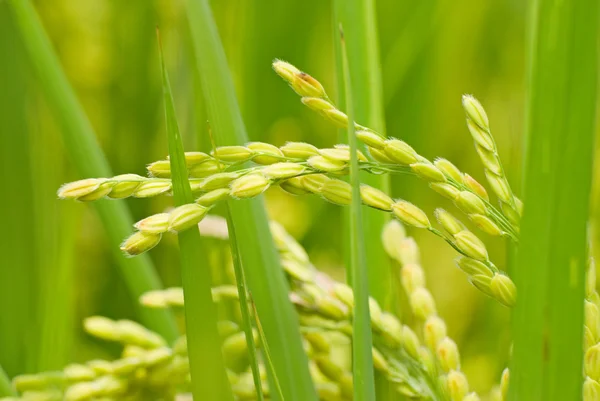 Συγκομιδή ρυζιού paddy — Φωτογραφία Αρχείου