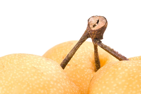 Stam av asiatiska-päron frukt — Stockfoto