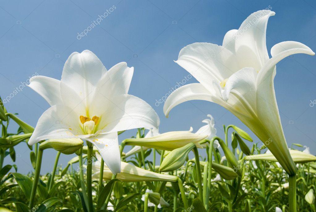 Flor de lirio blanco fotos de stock, imágenes de Flor de lirio blanco sin  royalties | Depositphotos