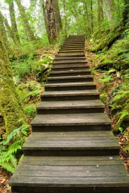 Wooden walkway into the forest clipart