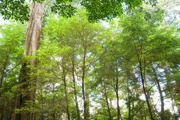 Spokojnego lasu — Zdjęcie stockowe