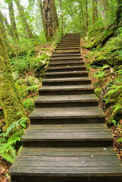 Trä gångväg in i skogen — Stockfoto
