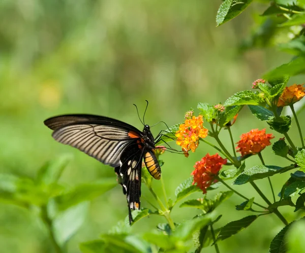 Pływające, swallowtail motyl karmienia — Zdjęcie stockowe