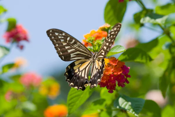 Colorful swallowtail butterfly flying — Stock Photo, Image