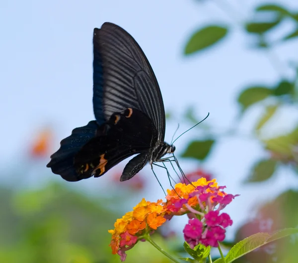Flying swallowtail butterfly feeding — Stock Photo, Image