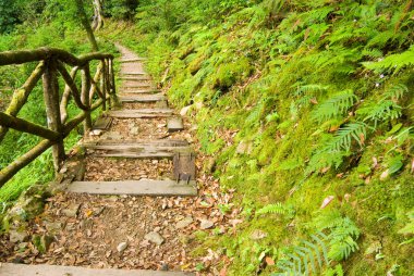 Wooden walkway into the forest clipart