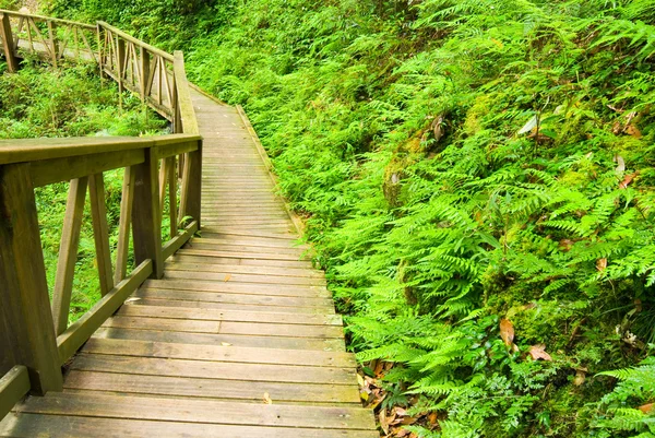 Wooden walkway into the forest — Stock Photo, Image