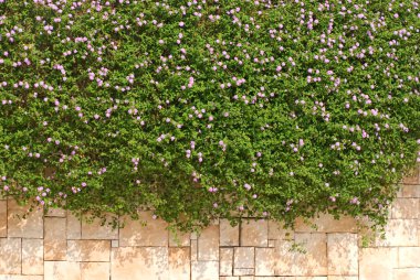 Verbena hybrida flower upon the wall clipart