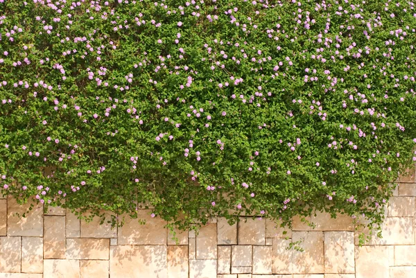 Werbena piaskowy kwiat na ścianie — Zdjęcie stockowe