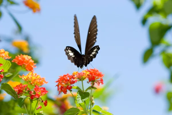 Vlinder aan de bloem onder de blauwe hemel — Stockfoto