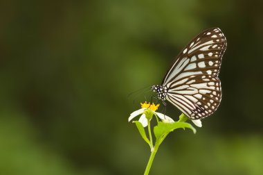 Natural milkweed butterfly clipart