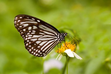 Milkweed butterfly feeding clipart