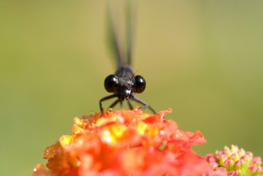 Dameselfly