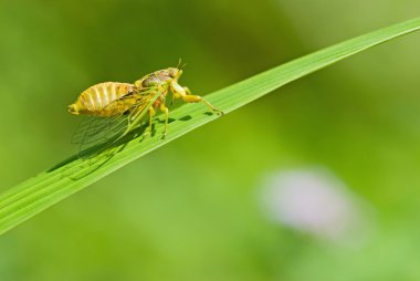 Cicadas courtship clipart