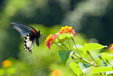 Swallowtail butterfly clipart