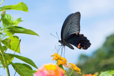 siyah swallowtail kelebek