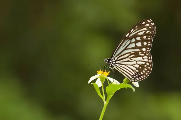 Farfalla naturale di lattuga — Foto Stock