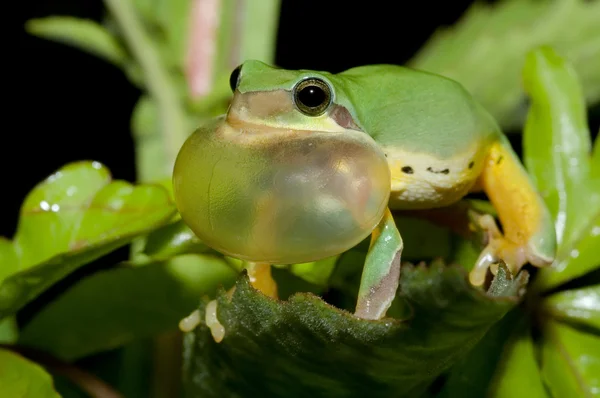 Tree frog courtship — Stock Photo, Image