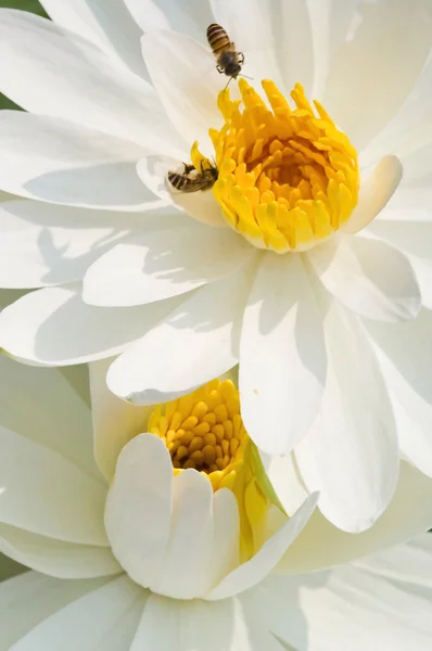 Bílý leknín s včely — Stock fotografie