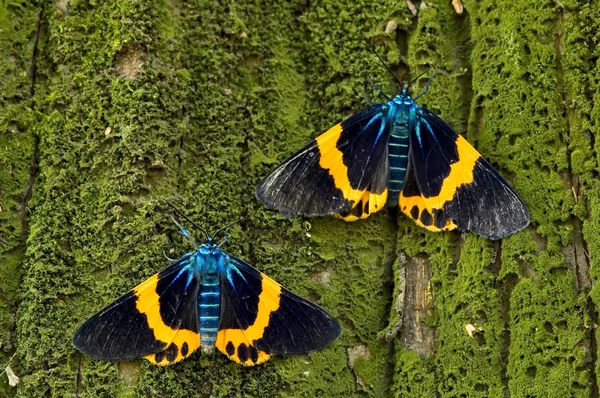 Papillon de nuit coloré — Photo