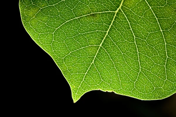 Leaf in hart patroon — Stockfoto