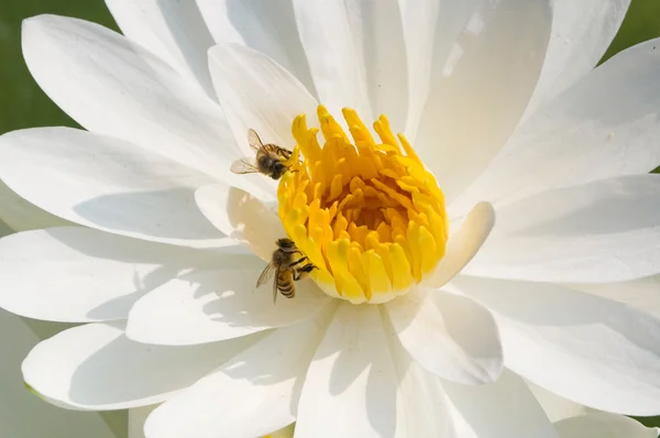 Lírio aquático branco com abelhas — Fotografia de Stock