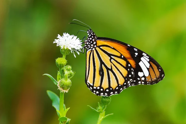 Motýl (danaidae), společné tygr — Stock fotografie
