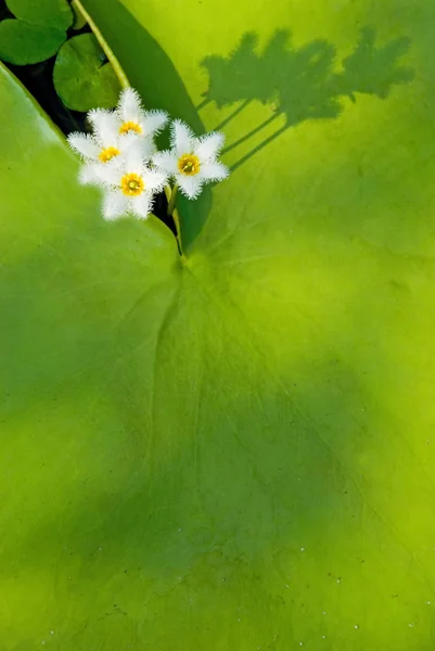 Virág a víz hópehely — Stock Fotó