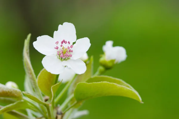 Pear flower — Stock Photo, Image