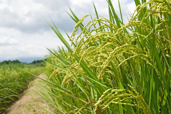 Campo de arroz com trilha — Fotografia de Stock