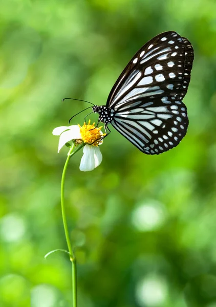 Mikweed Butterfly — Stock Photo, Image