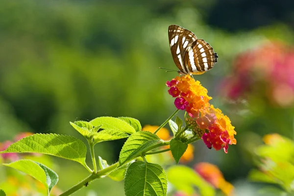 Butterfly feeding — Stock Photo, Image