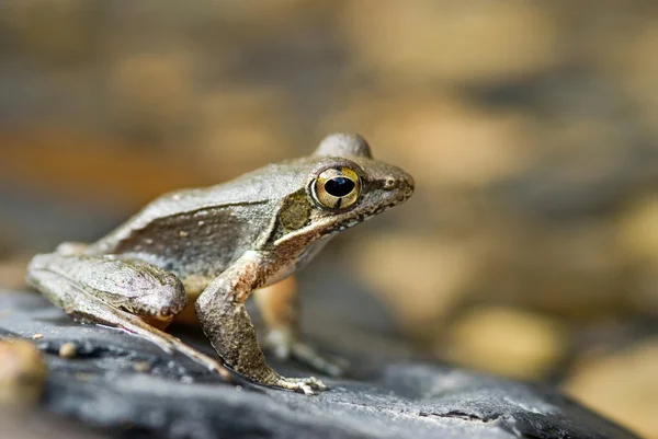 stock image Frog on the river stone