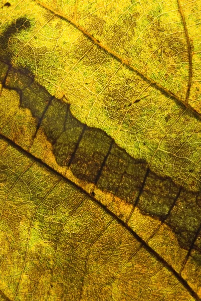Golden color in the leaf, detailed vein — Stock Photo, Image