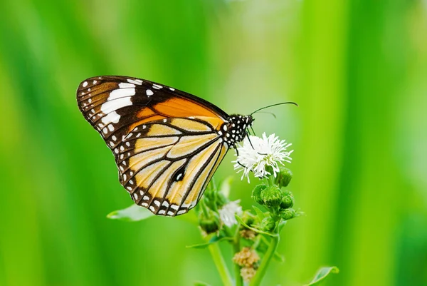 Motýl (danaidae), společné tygr — Stock fotografie