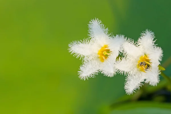 Fleur d'eau Flocon de neige — Photo