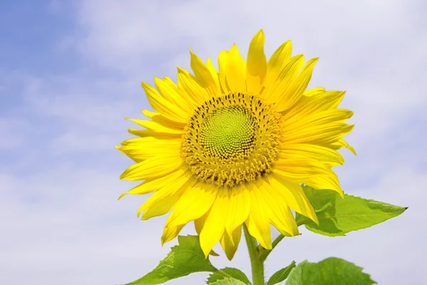 Slunečnicový květ — Stock fotografie