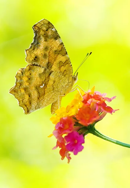 Schmetterlingsfütterung — Stockfoto