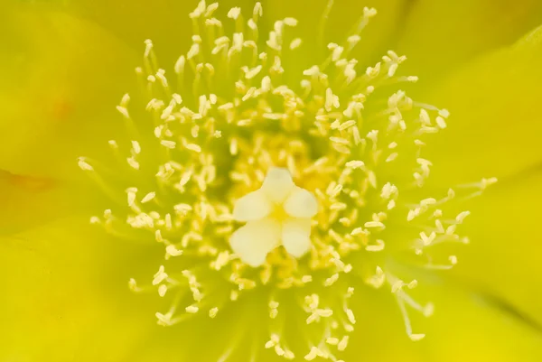 Λουλούδι ύπερο και στημόνας — Φωτογραφία Αρχείου