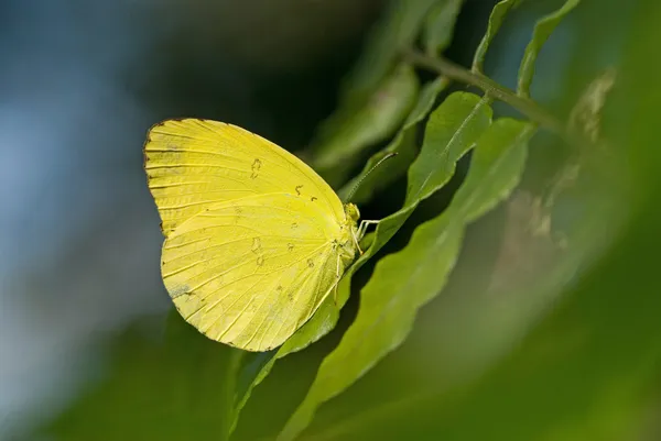 Gelbe Schmetterlingsruhe auf Farnblatt — Stockfoto