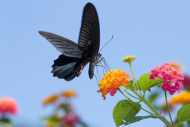 büyük siyah swallowtail kelebek uçan