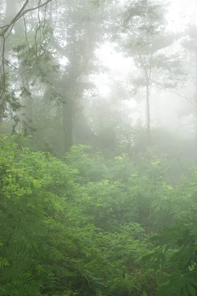 Naturlig skogsmark med fog — Stockfoto