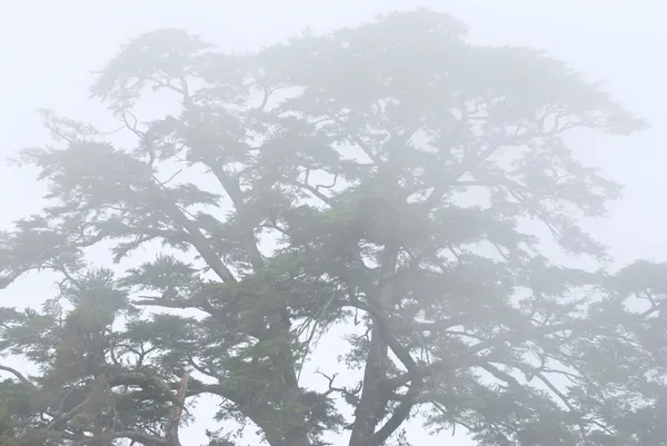 Pinheiro na floresta com nevoeiro — Fotografia de Stock
