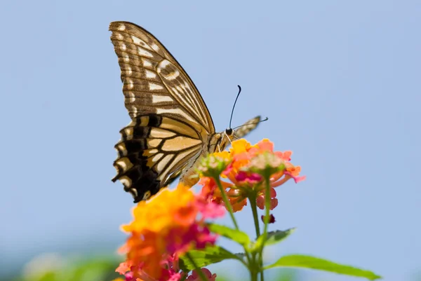 Kolorowe swallowtail motyl podczas — Zdjęcie stockowe