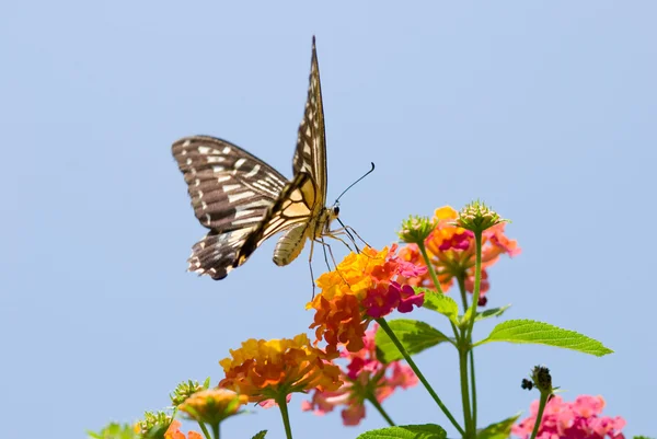 Kleurrijke Papilionidae vlinder vliegen — Stockfoto