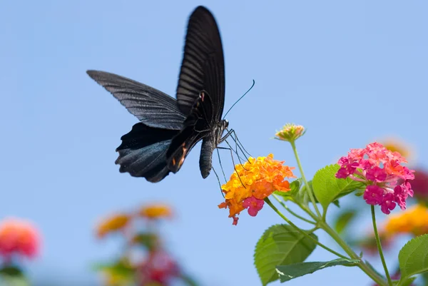 Duży czarny swallowtail motyl pływające — Zdjęcie stockowe