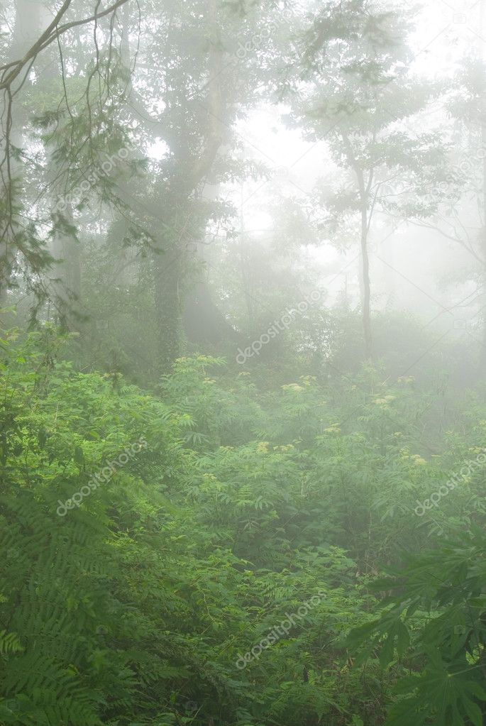 Natural woodland with fog